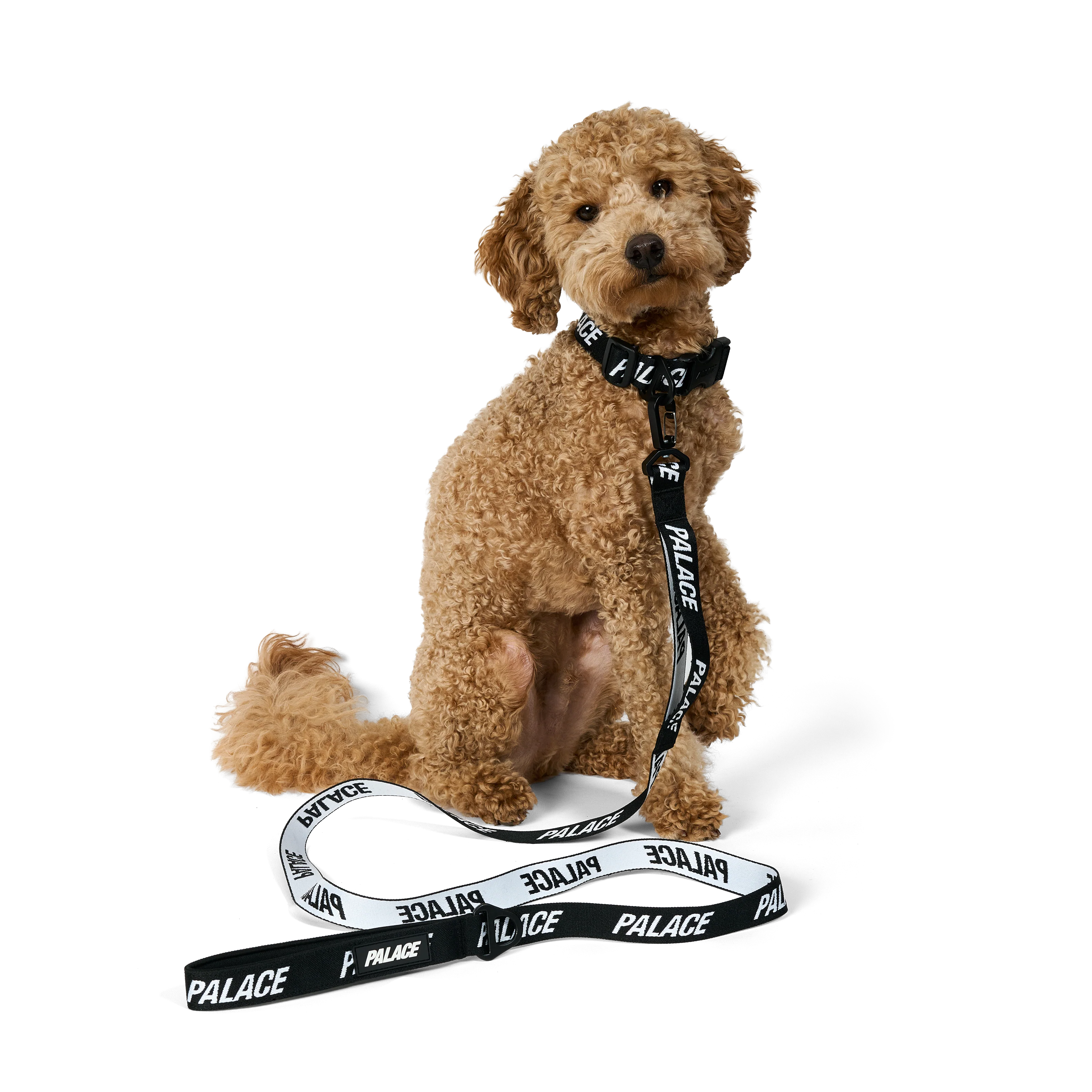 JACQUARDED DOG COLLAR AND LEAD BLACK